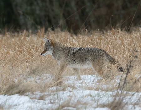 How to Choose Binoculars For Hunting Coyotes