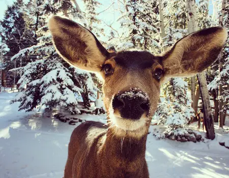 How to Choose Binoculars For Hunting in Colorado