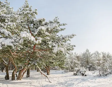 How to Choose Binoculars For Hunting in Cold Weather