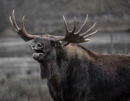 How to Choose Binoculars For Elk Hunting