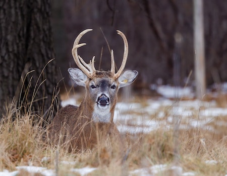 How to Choose Binoculars For Hunting in Kansas