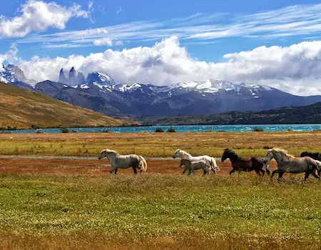 How to Choose Binoculars For Hunting in Patagonia Chile