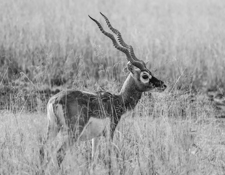 How to Choose Binoculars For Hunting in India