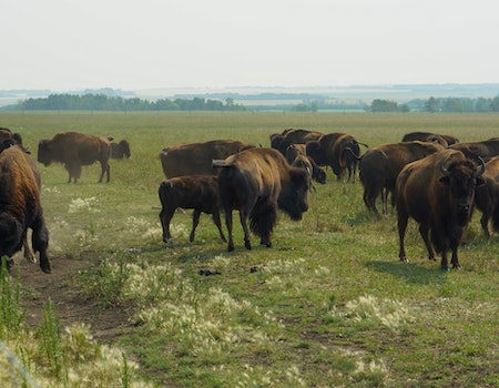 How to Choose Binoculars For Hunting in Saskatchewan