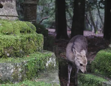 How to Choose Binoculars For Hunting in Japan