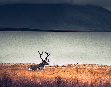 How to Choose Binoculars For Hunting in Iceland