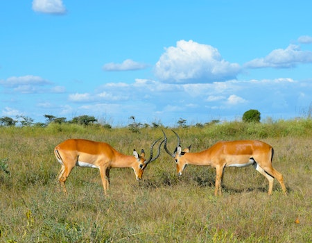 How to Choose Binoculars For Hunting in Kenya