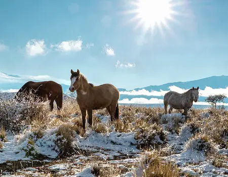 How to choose binoculars for hunting in Patagonia Argentina?