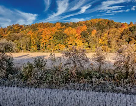 How to Choose Binoculars For Hunting in Michigan