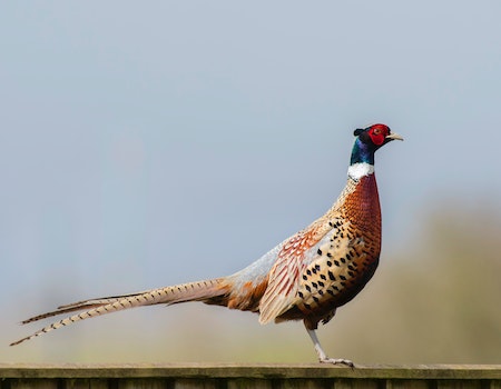 How to Choose Binoculars For Hunting Pheasants